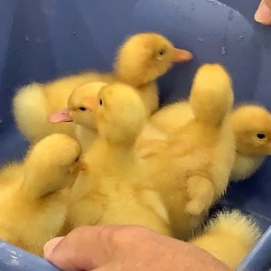 Meet your Posher, Lesley